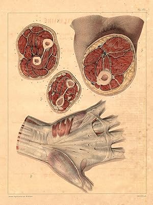 Medical Anatomy Antique Print-MUSCLES OF THE PALM-BOURGERY-Jacob-Benard-1831