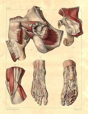 Medical Anatomy Antique Print-SYNOVIAL BURSA-ABDOMEN-BOURGERY-Jacob-Benard-1831