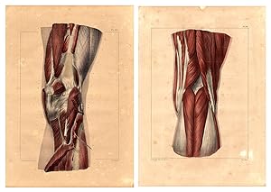 2 Anatomy Antique Prints-HOCK MUSCLE CONNECTIONS-BOURGERY-Jacob-Benard-1831