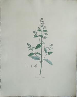 Nepeta Cataria - Gemeine Kazenmünze. Kol. Lithographie Nr. 310 aus: Schrank, Franz de Paula v./ M...