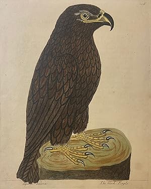 Seller image for The Black Eagle for sale by Argosy Book Store, ABAA, ILAB