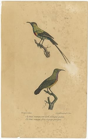 Pl. 87 Antique Bird Print of Sunbirds by Lejeune (c.1830)