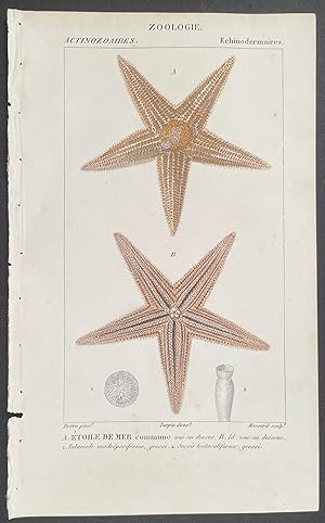 Starfish