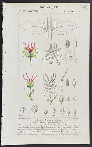 Immagine del venditore per Plant, Botanical venduto da Trillium Antique Prints & Rare Books