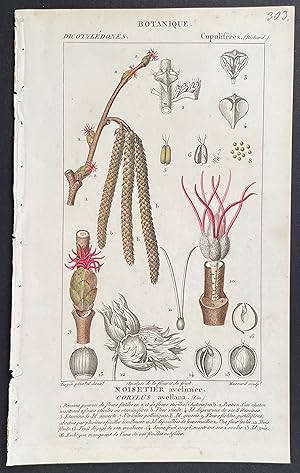 Immagine del venditore per Plant, Botanical venduto da Trillium Antique Prints & Rare Books
