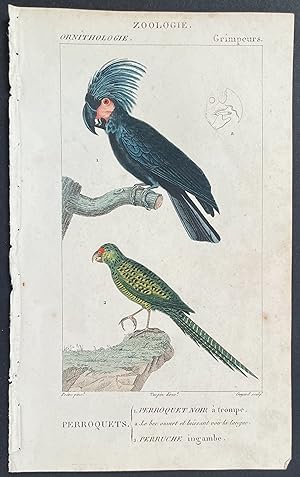 Cockatoo, Parrot