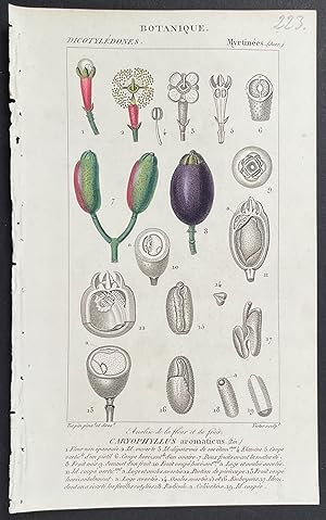 Immagine del venditore per Plant, Botanical venduto da Trillium Antique Prints & Rare Books