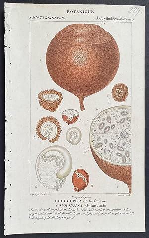 Immagine del venditore per Cannonball Tree Seed venduto da Trillium Antique Prints & Rare Books