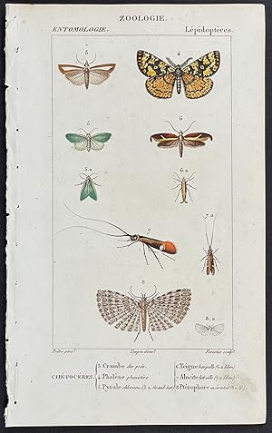 Moths, Flying Insects