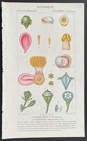 Immagine del venditore per Cannonball Tree Anatomy venduto da Trillium Antique Prints & Rare Books