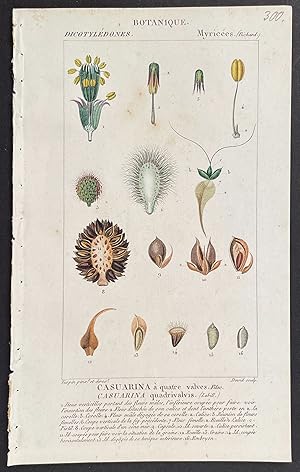 Immagine del venditore per Plant, Botanical venduto da Trillium Antique Prints & Rare Books