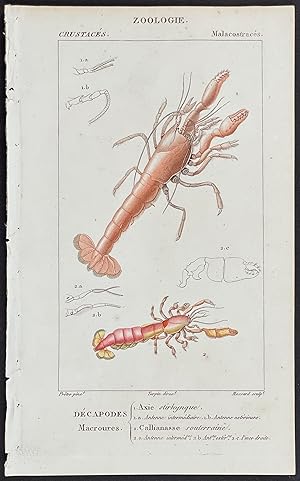 Lobster, Crustacean