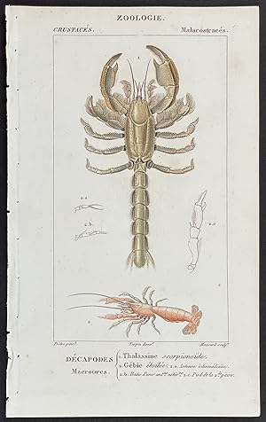 Lobster, Crustacean
