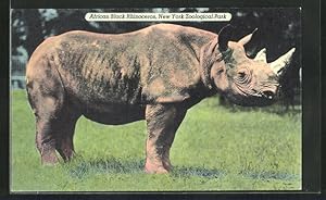 Image du vendeur pour Ansichtskarte New York, Zoological Park, African Black Rhinoceros, ein Nashorn auf der Wiese mis en vente par Bartko-Reher