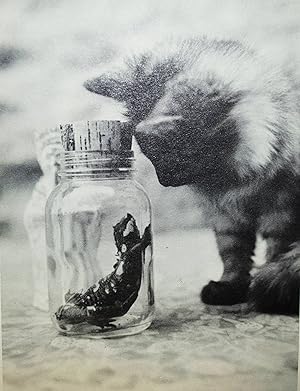 Cat and salamander. A tale in six captions. Illustrated by Boris de Rachewiltz. (Book design, han...