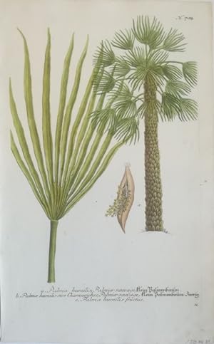Palma humilis, Palmier sauvage - Klein Palmenbaum, b. Palmae humilis, Palmier sauvage - Klein Pal...