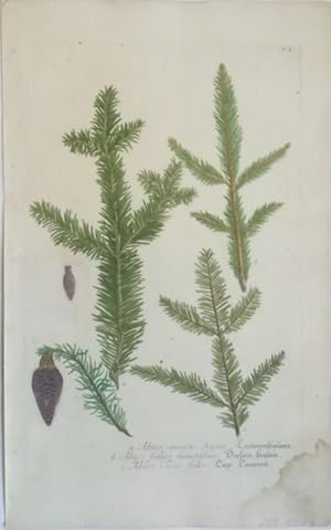 Albies major. Sapin - Tannenbaum, b. Albies foliis minoribus - Dielen-Baum, c. Albies Taxi folio ...