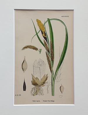 CAREX RIPARIA / Greater Pond Sedge - (handkolorierter Stich / 1832)