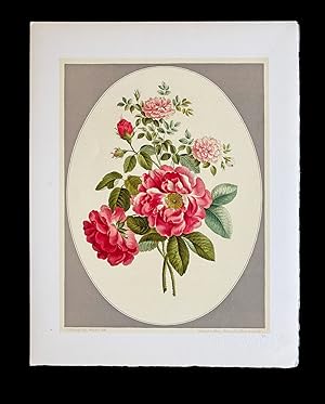 [Flower Prints] Collection De Douze Bouquets par John Edwards Peints de 1783 A 1795