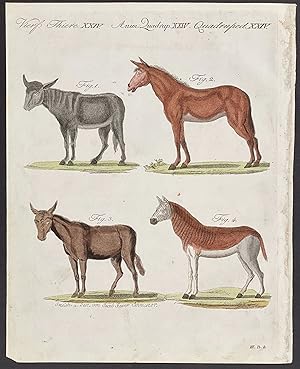 Horse, Mule, Donkey or Ass