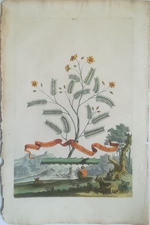 Guajacum minus verum sive lignum sauctum - Guajak, Pockholz. Kupferstich Fig. 17 Fol. 97 aus: Abr...