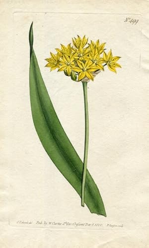Original Hand Colored Print No. 499; Allium Moly, or Yellow Garlic