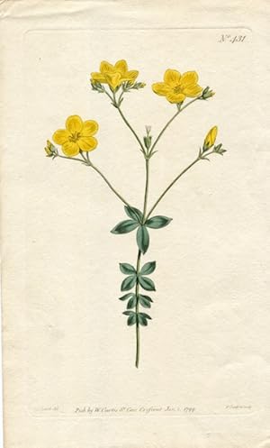 Original Hand Colored Print No. 431; Linum Quadrifolium, or Four-Leaved Flax