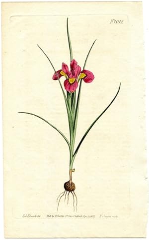 Original Hand Colored Print No.1012; Moraea Ciliata or Ciliate-Leaved Moraea