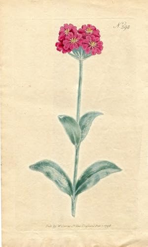 Original Hand Colored Print No. 398; Agrostemma Flos Jovis, or Umbel'd Rose Campion