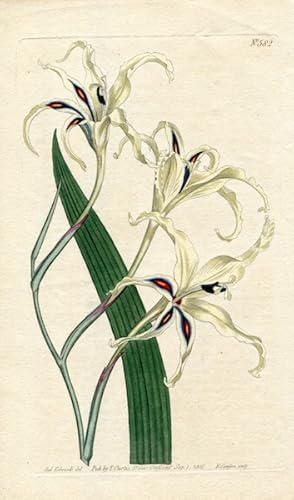 Original Hand Colored Print No. 688; Gladiolus Cuspidatus, or Tall Corn Flag