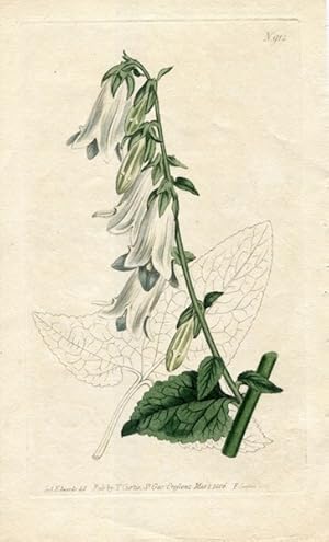 Original Hand Colored Print No. 912; Campanula Macrophylla, or Large-Leaved Bell-Flower