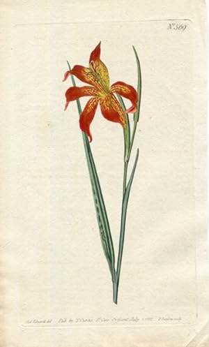 Original Hand Colored Print No. 569; Gladiolus Watsonius, or Dwarf Watson's Corn-Flag