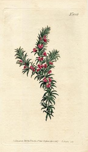Original Hand Colored Print No. 1006; Polygala Alpoecuroides, or Fox-Tail Milk-Wort