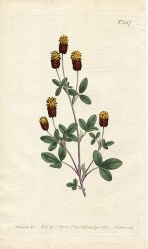Original Hand Colored Print No. 557; Trifolium Spadiceum, or Bay Coloured Trefoil