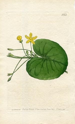 Original Hand Colored Print No. 658; Menyanthes Indica, or Indian Buck-Bean