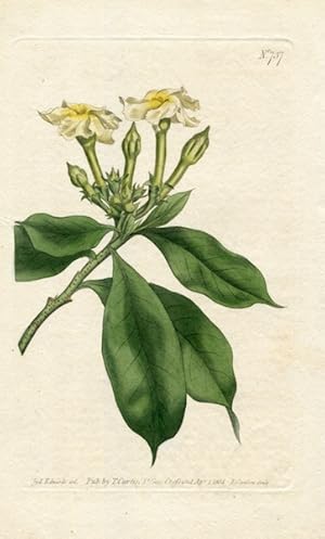 Original Hand Colored Print No. 737; Cerbera Ahouai, or Oval-Leaved Cerbera