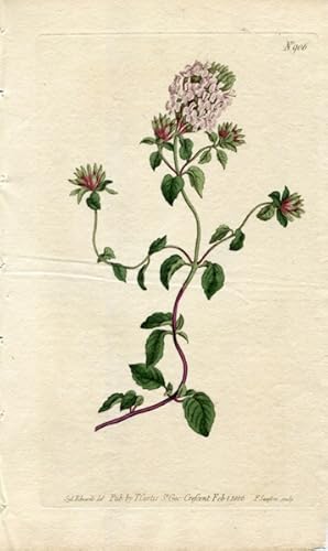 Original Hand Colored Print No. 906; Ziziphora Serpyllacea, or Sweet-Scented Ziziphora