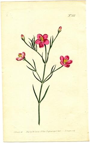Original Hand Colored Print No. 511; Chironia Linoides, or Flax-Leaved Chironia