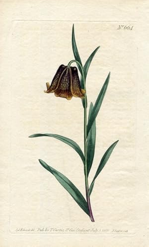 Original Hand Colored Print No. 664; Fritillaria Pyrenaica, or Pyrenean Fritillary