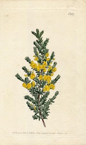 Original Hand Colored Print No. 967; Pultanaea, or Villous Pultenaea