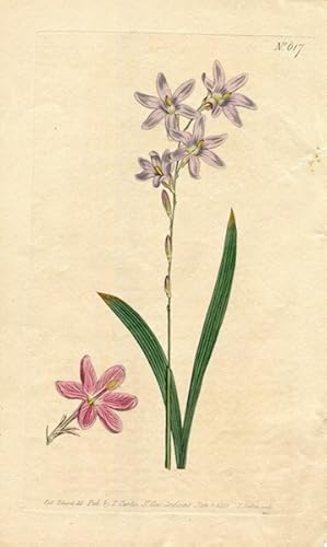 Original Hand Colored Print No. 617; Ixia Capillaris