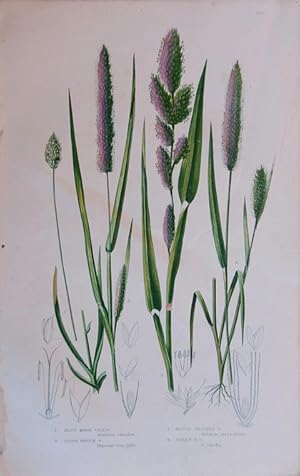 Seller image for Four Grasses: Blue Moor G, Loose Panick G, Rough Bristle G, Green B G for sale by theoldmapman