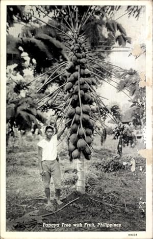 Image du vendeur pour Ansichtskarte / Postkarte Philippinen, Papaya Tree with Fruit mis en vente par akpool GmbH