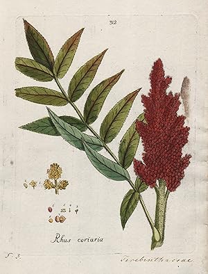 "Rhus coriaria" (Plate 312) - Gerber-Sumach Sicilian sumac / Heilpflanzen medicinal plants Kräute...