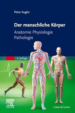 Bild des Verkufers fr Der menschliche Krper : Anatomie Physiologie Pathologie zum Verkauf von AHA-BUCH GmbH