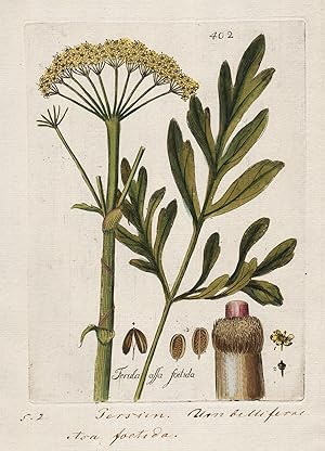"Ferula assa foetida" (Plate 402) - Asant Iran / Heilpflanzen medicinal plants Kräuter Kräuterbuc...