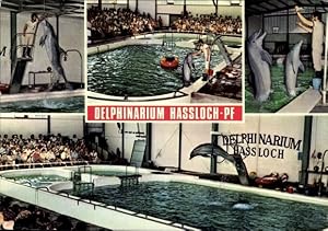 Bild des Verkufers fr Ansichtskarte / Postkarte Haloch Hassloch in der Pfalz, Delphinarium Holiday Park, Delfine - Inh. Erich Schneider zum Verkauf von akpool GmbH