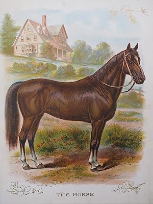 ANTIQUE ORIGINAL 1902 HORSE COLOR CHROMOLITHOGRAPH PRINT 9.5"X12"