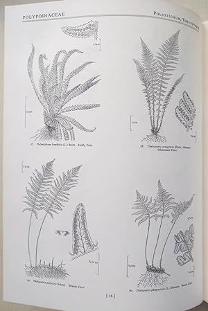 Flora of the British Isles Illustrations. Volume 1 - Pteridophyta to Papilionaceae