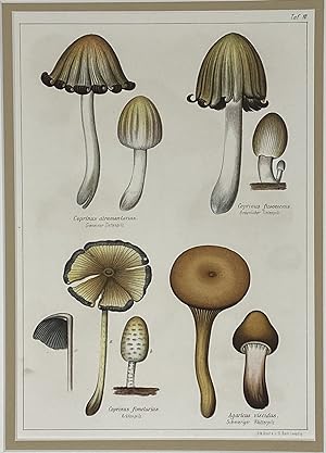 Imagen del vendedor de Mushroom print from Die Pilze, enthaltend die Abbildung und Beschreibung der vorzglichsten Pilze a la venta por Sandra L. Hoekstra Bookseller